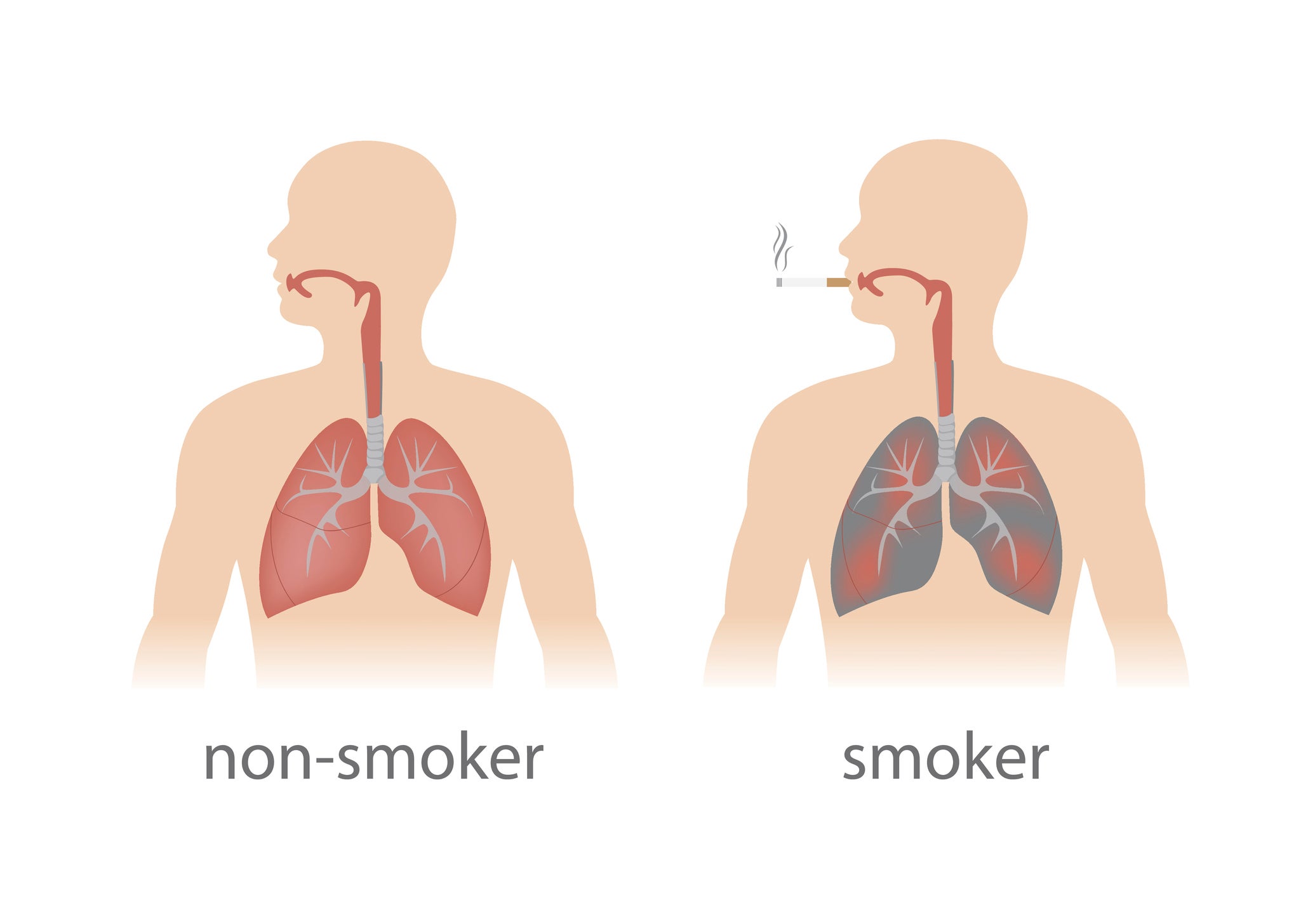 The Anatomy Of Smoking How Tobacco Affects Your Body