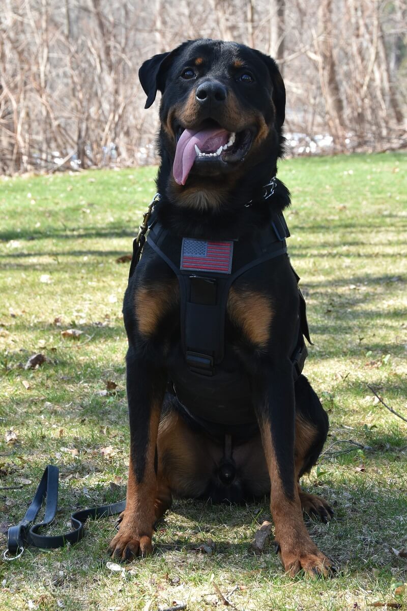 K-9 Security Dog Remi, a 15-month-old Rottweiler