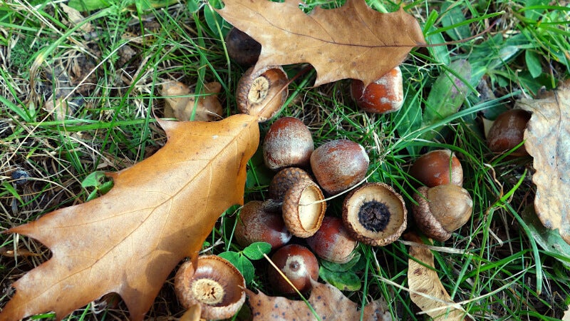 A pile of acorns and autumn leaves is on the grass. 