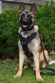 Security K-9 Dank is photographed.