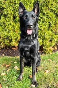 Security K-9 Coal is photographed.