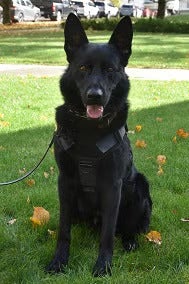 Security K-9 Hutch is photographed.