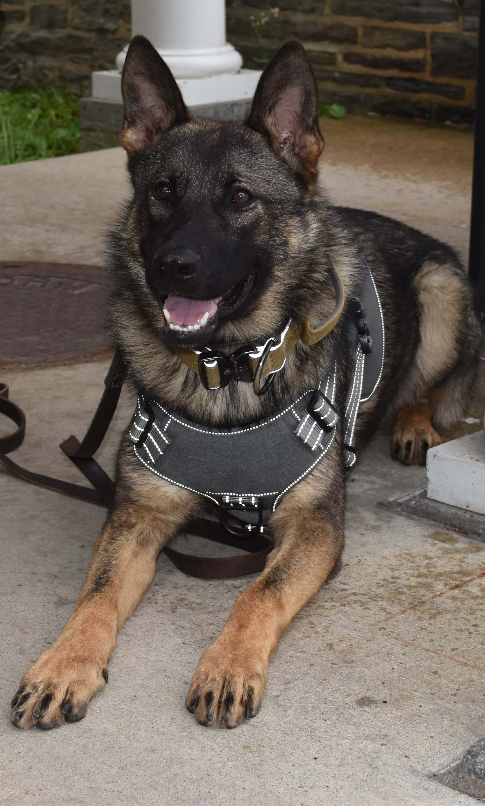 Security K-9 Kratos is photographed.