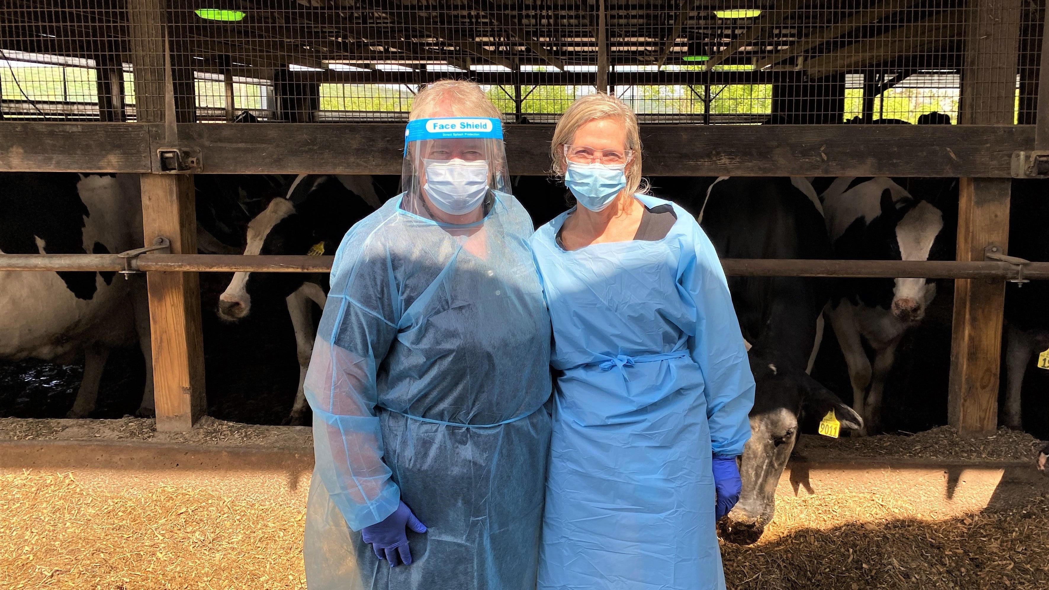 NYCAMH Nurses in Full Gear Prepping to Vaccinate at Dairy Farm