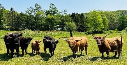 Beth Warren's cows
