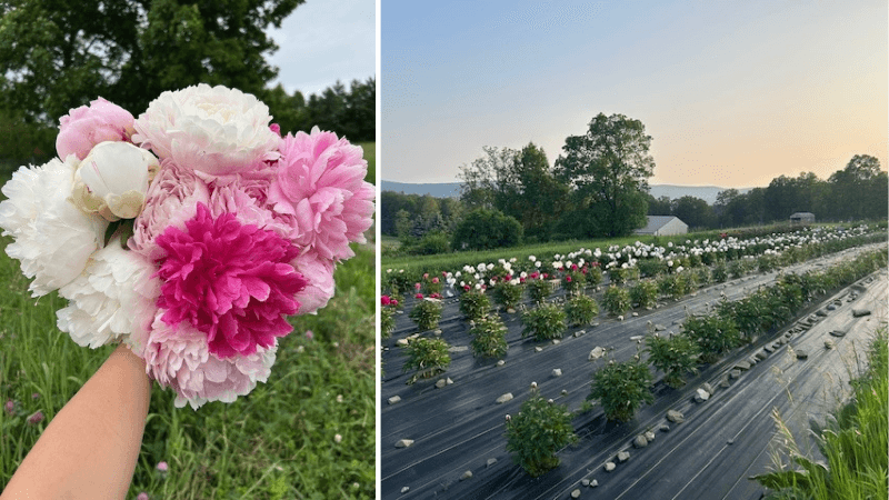 Two photos are shown side by side. One is a hand holding a bouquet of peonies. The other is rows of peony plants growing on a farm. 