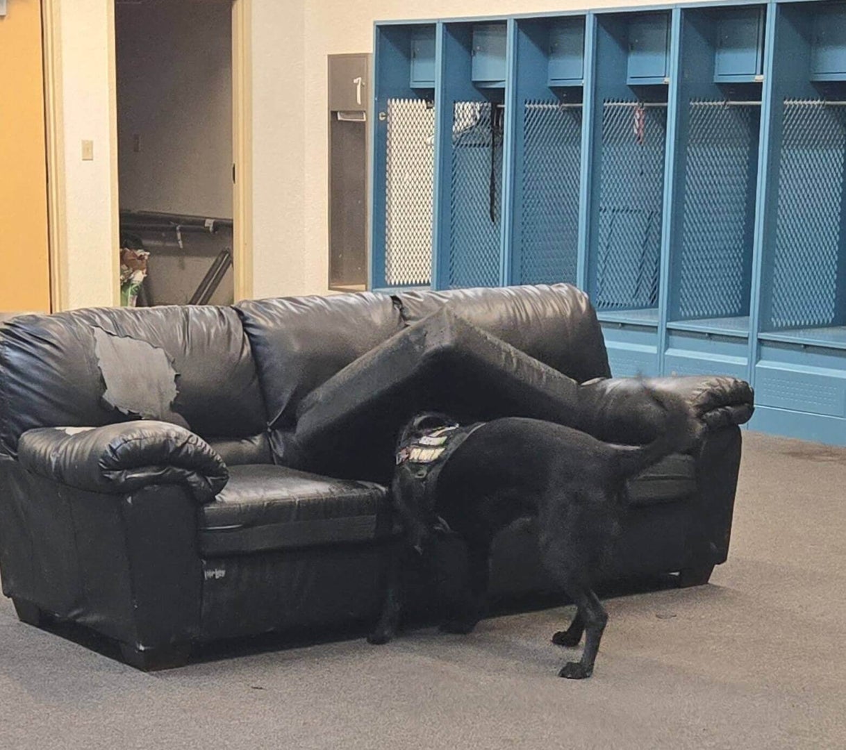 A security dog searches for a hidden item in an old, tore-up sofa.