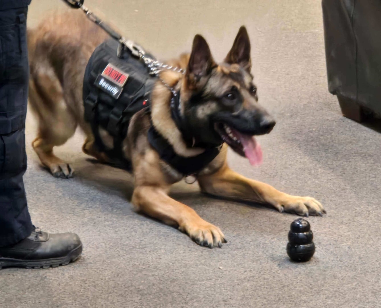 A security dog is on a leash. He is wearing a security vest. He has a dog toy in front of him.